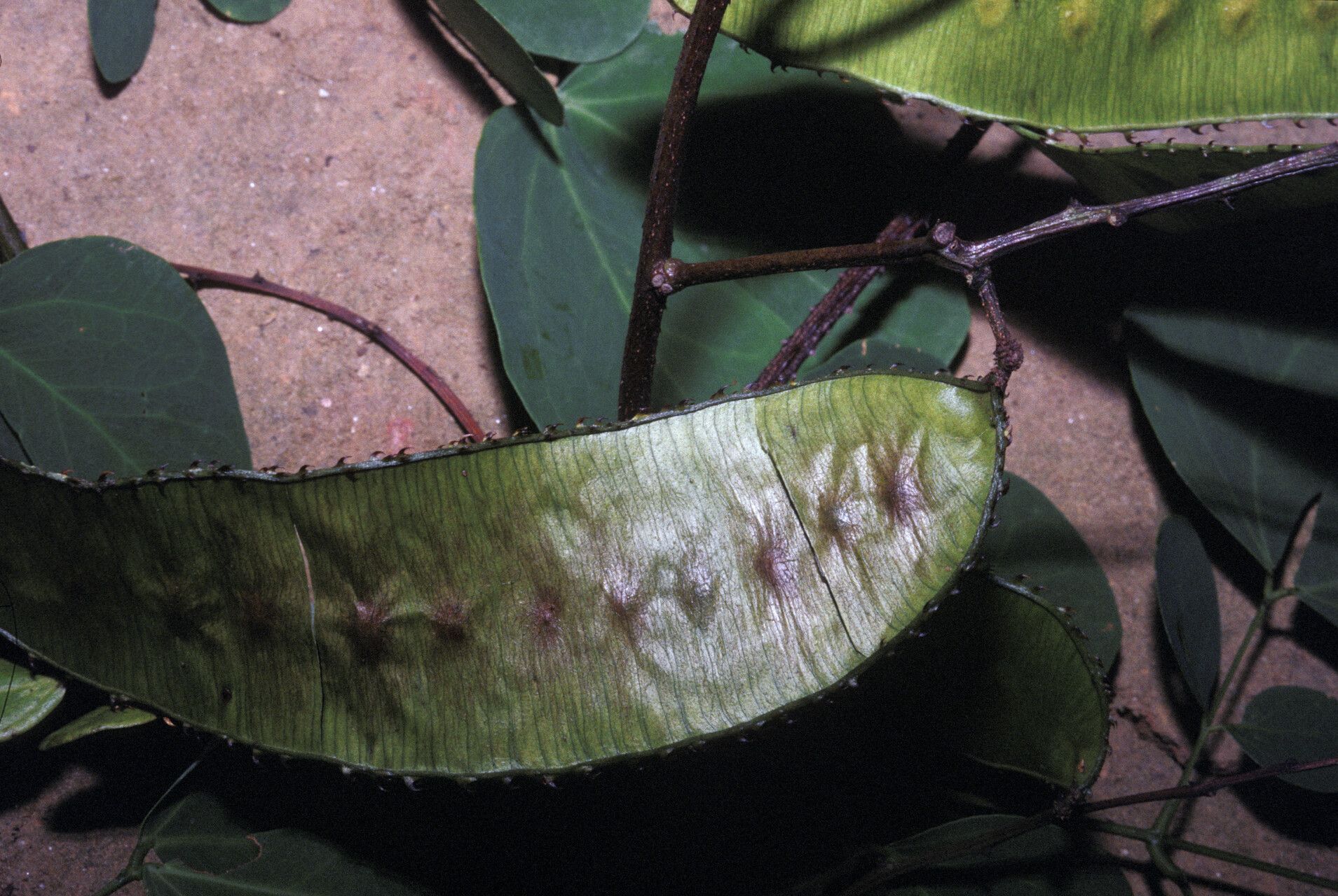 Mimosa guilandinae fruit
