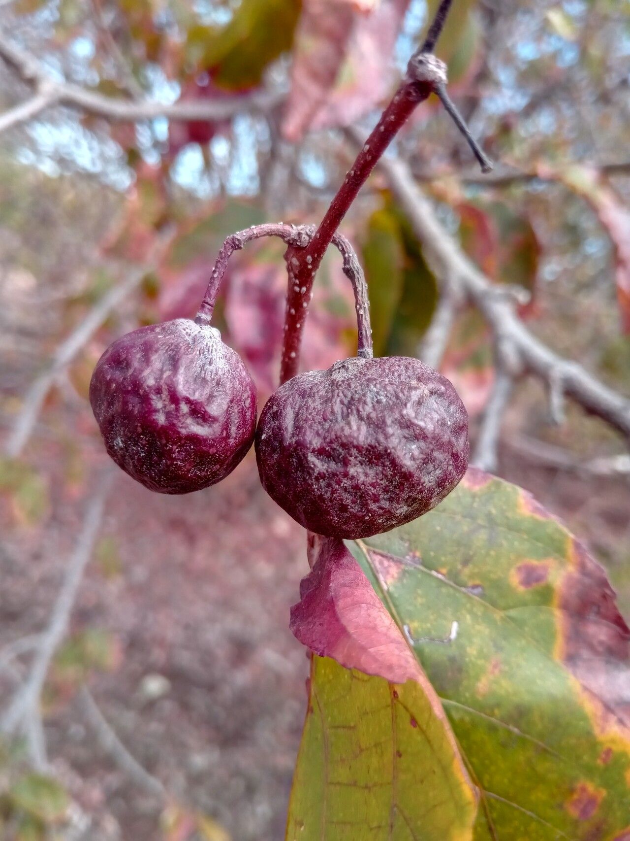 Grewia suarezensis fruit
