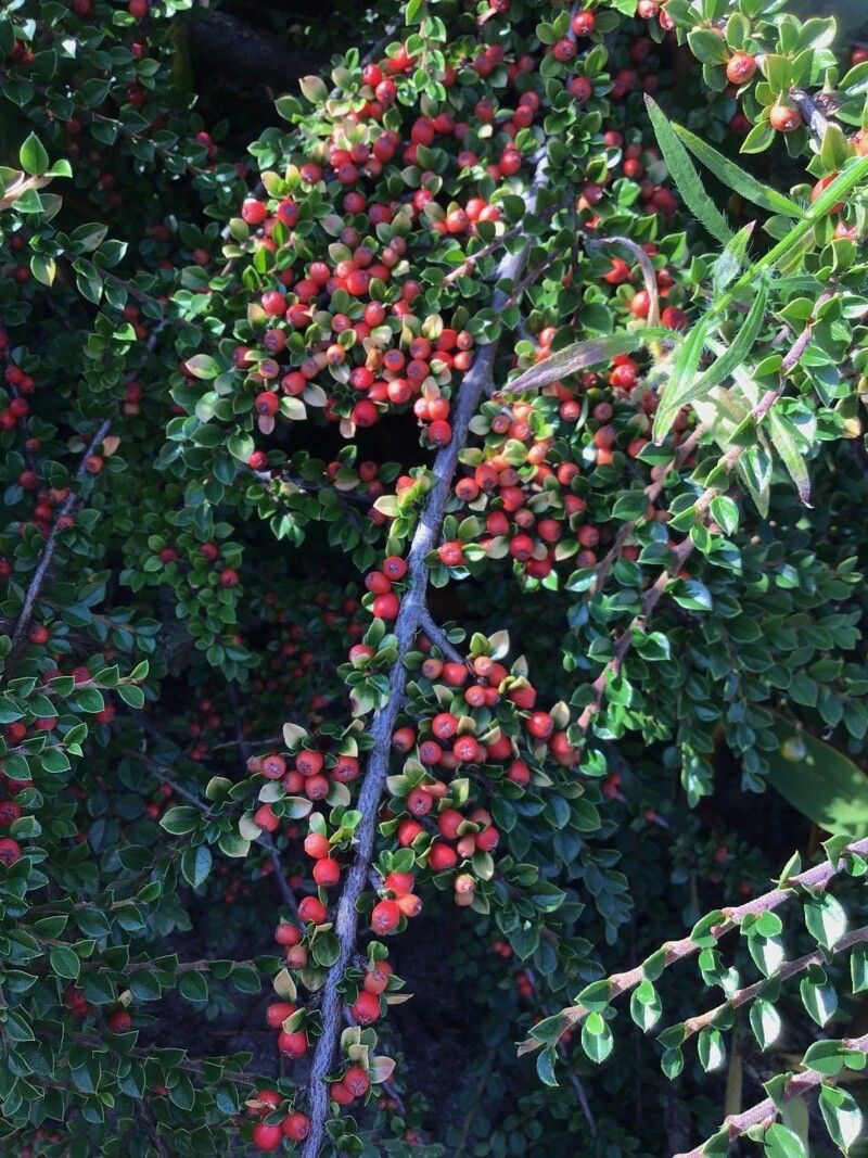 Cotoneaster nanshan flower