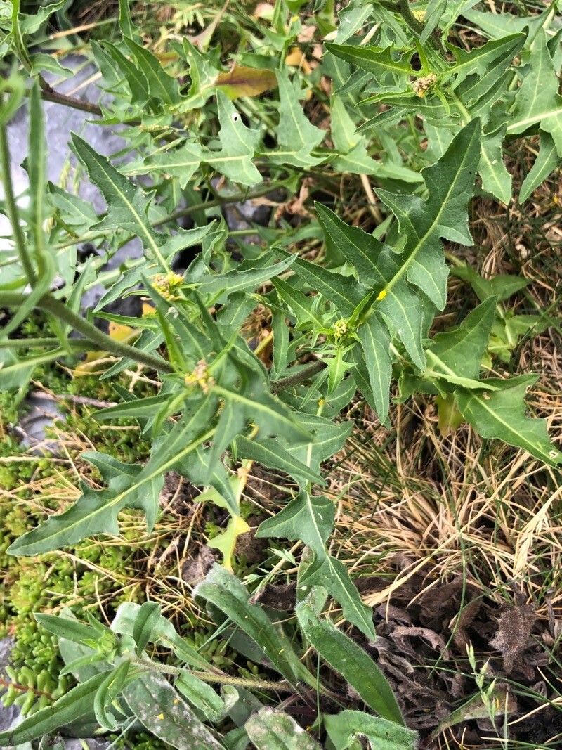 Sisymbrium austriacum leaf
