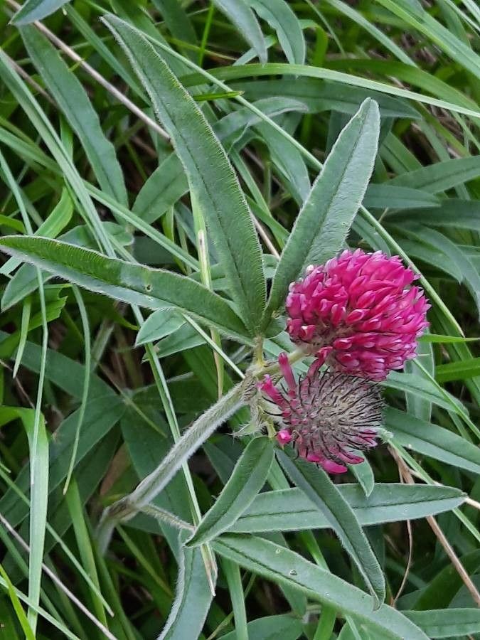 Trifolium alpestre