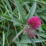 Trifolium alpestre