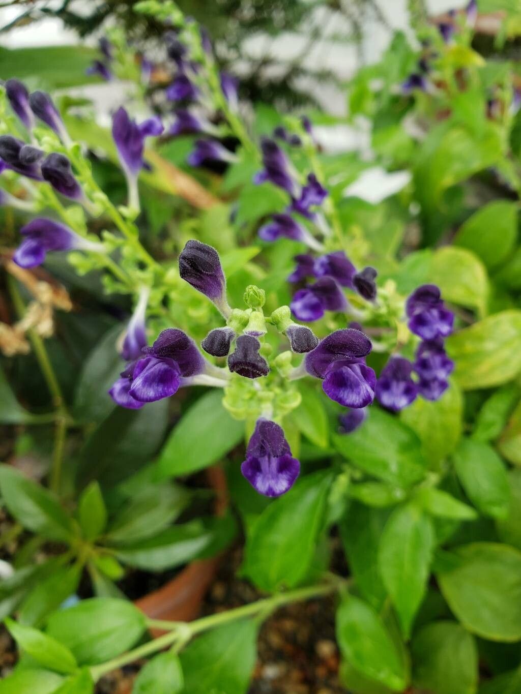 Scutellaria javanica flower