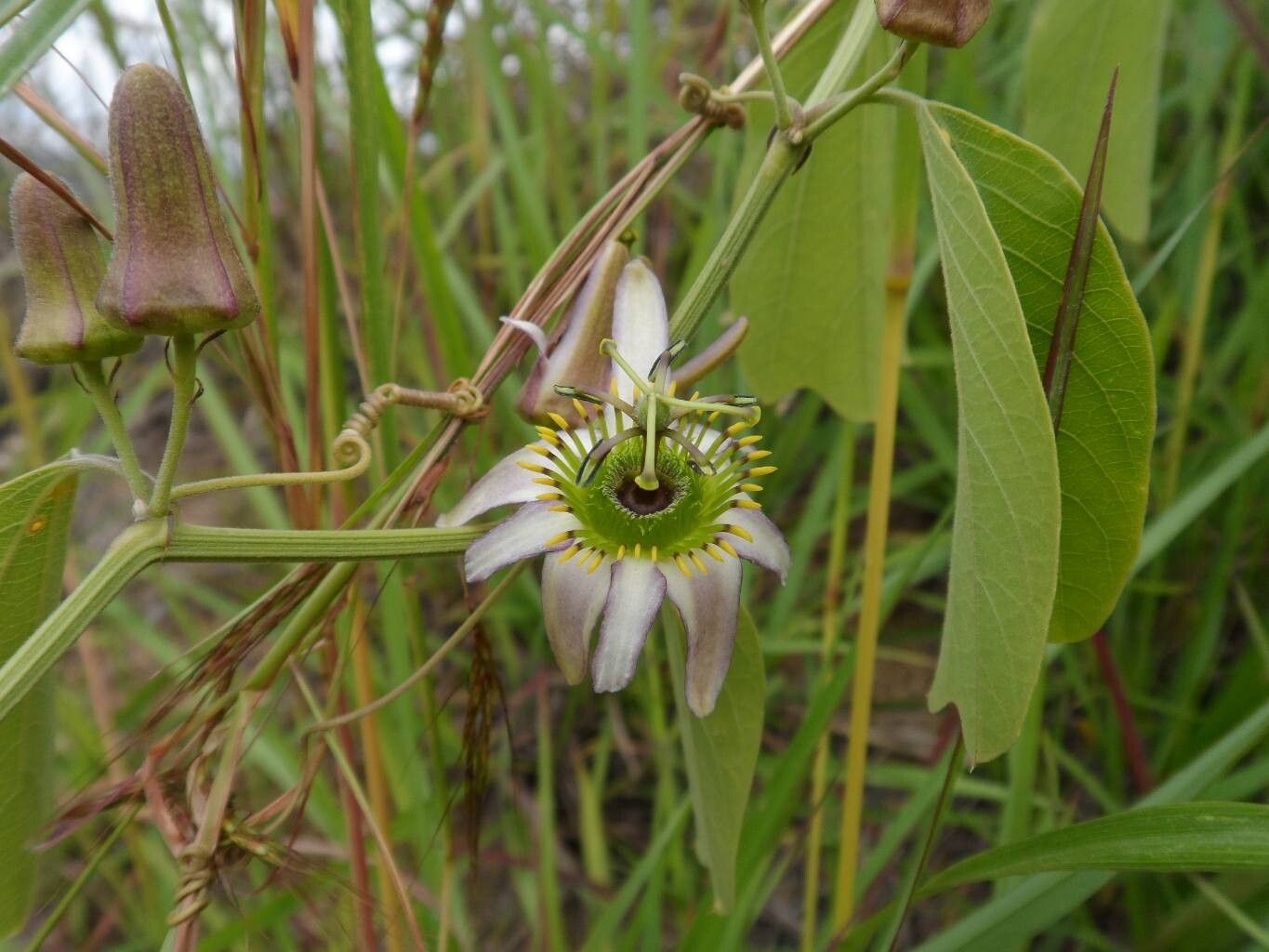 Passiflora alnifolia flower
