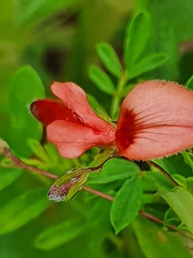 Indigofera brevicalyx flower