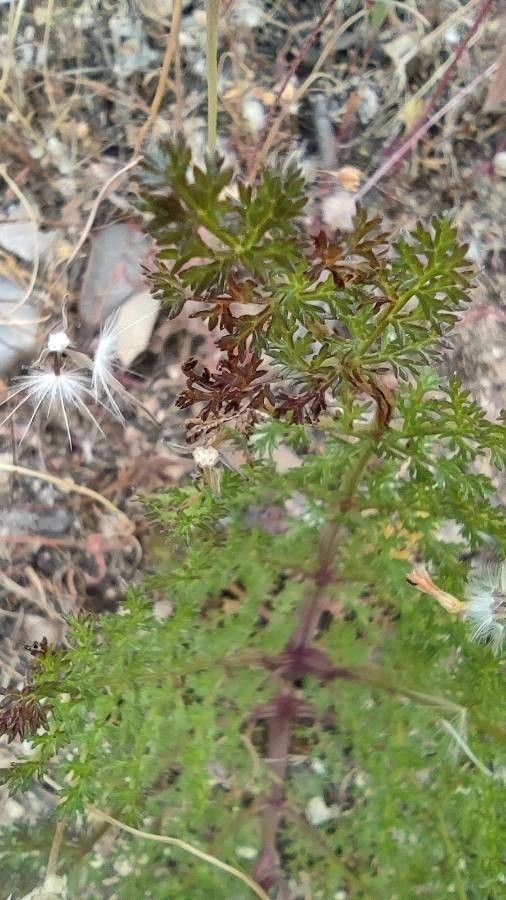 Margotia gummifera leaf
