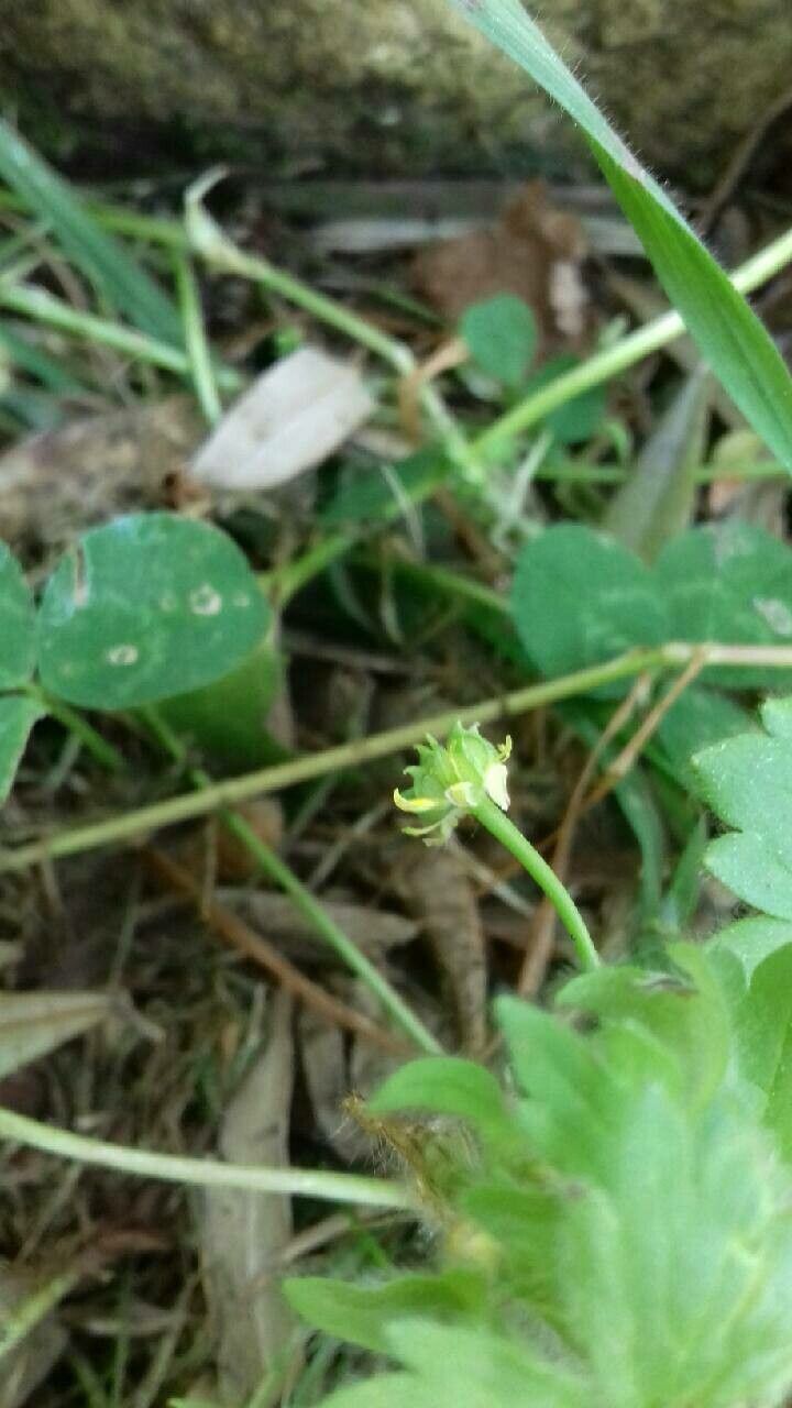 Ranunculus parviflorus fruit