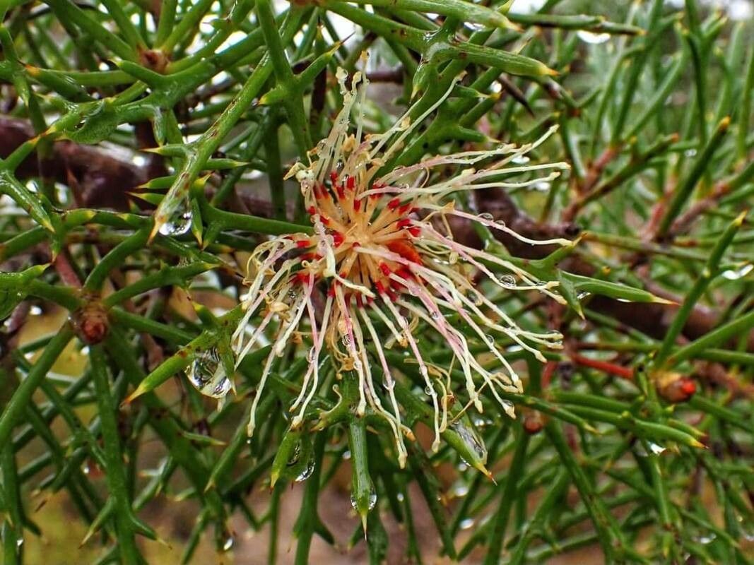 Hakea lasiocarpha — search result for 'Hakea'