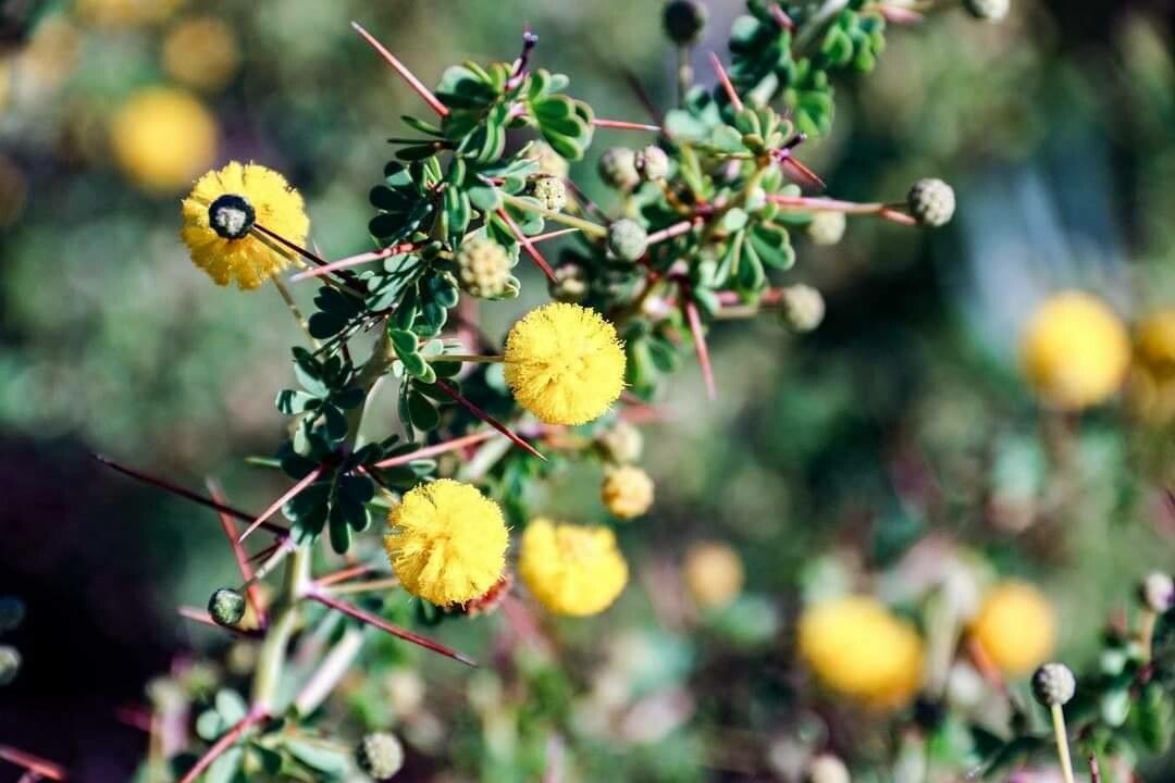 Acacia pulchella flower