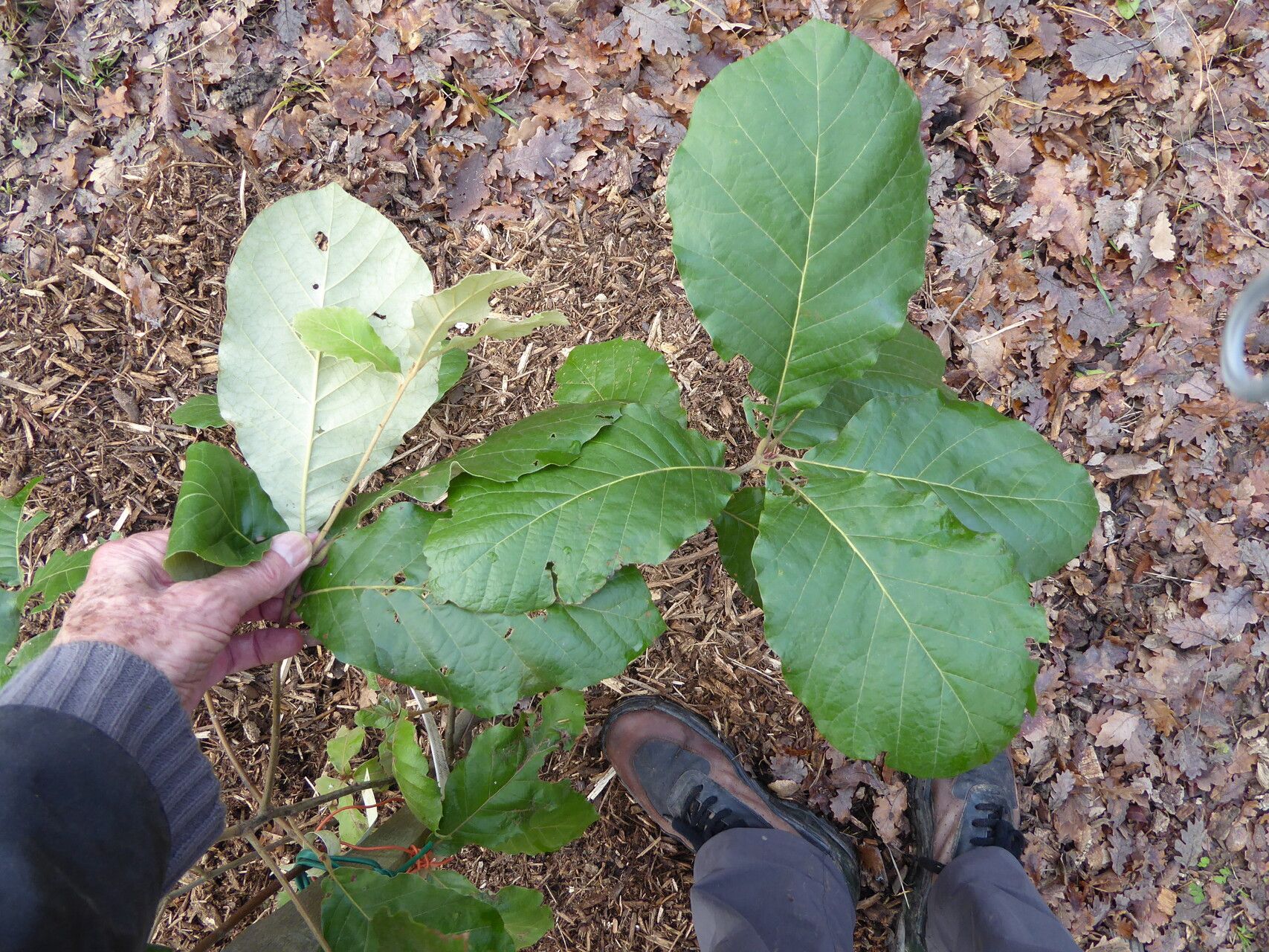 Quercus calophylla leaf