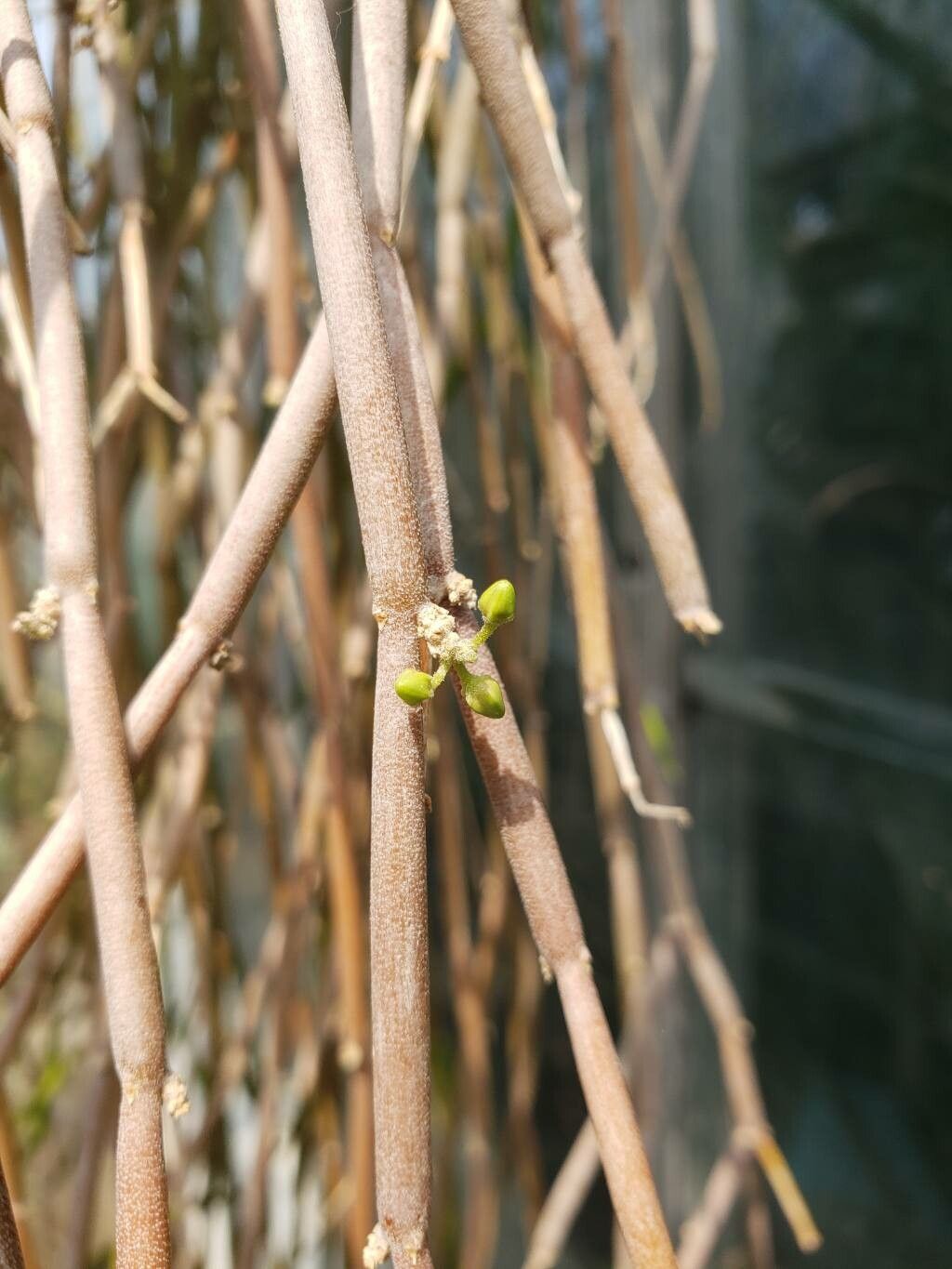 Cynanchum socotranum — search result for 'Cynanchum'