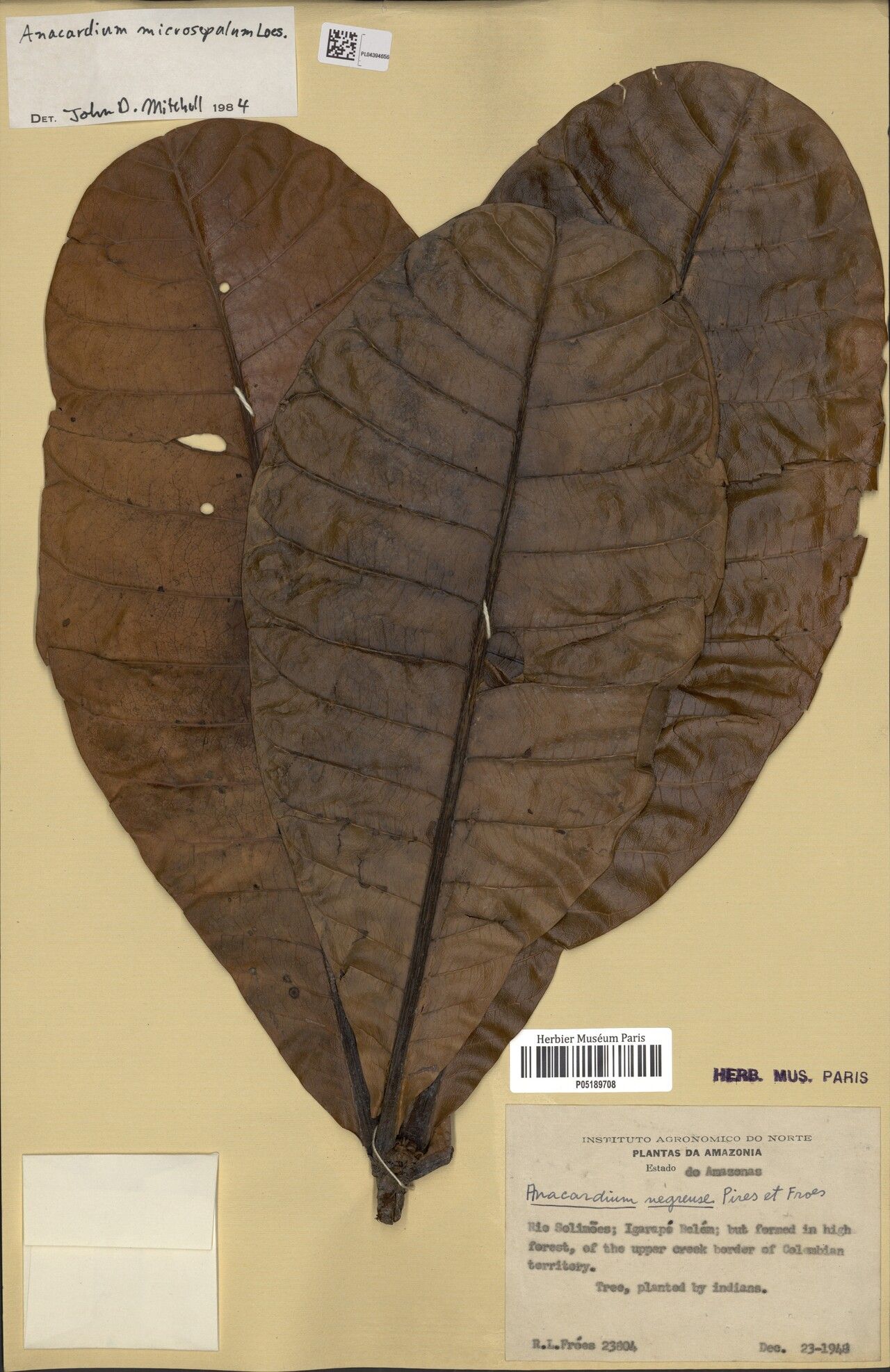 Anacardium microsepalum — houseplant care guide