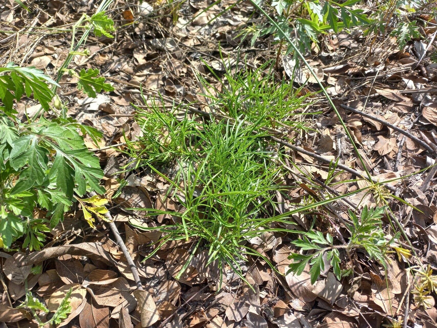 Rauvolfia nana habit