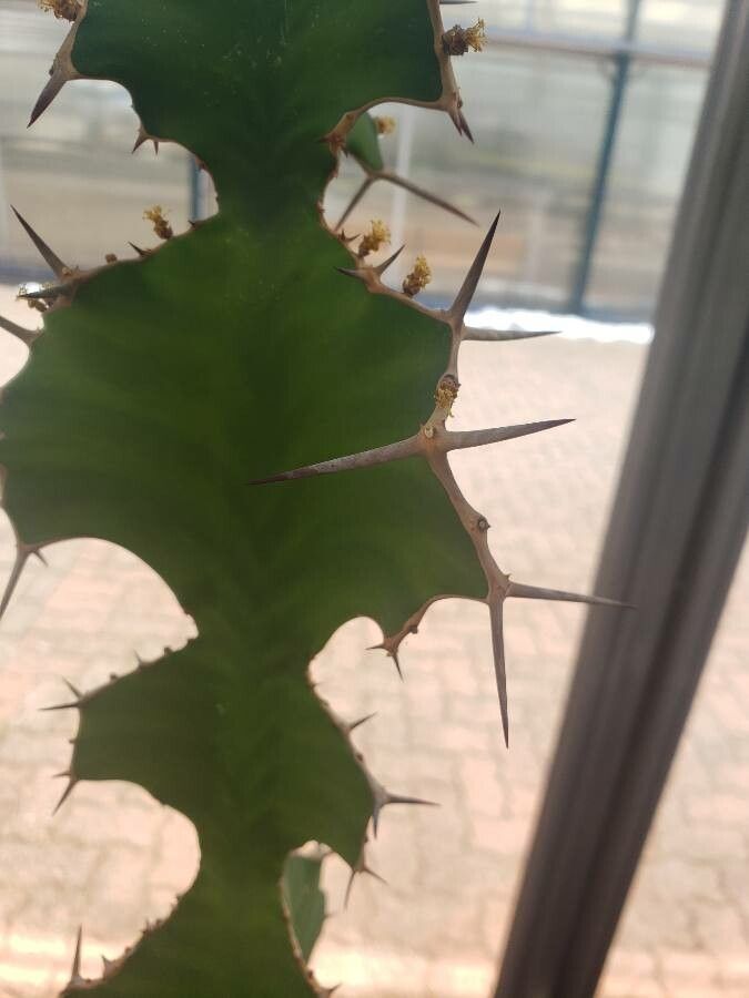 Euphorbia grandicornis — houseplant care guide