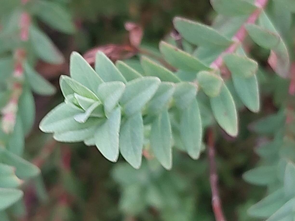 Hypericum lanuginosum leaf