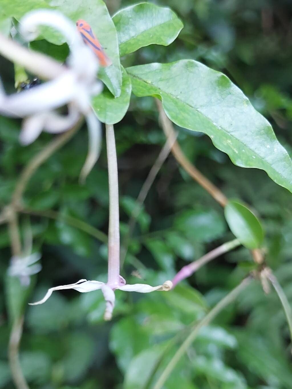 Jasminum kitchingii flower