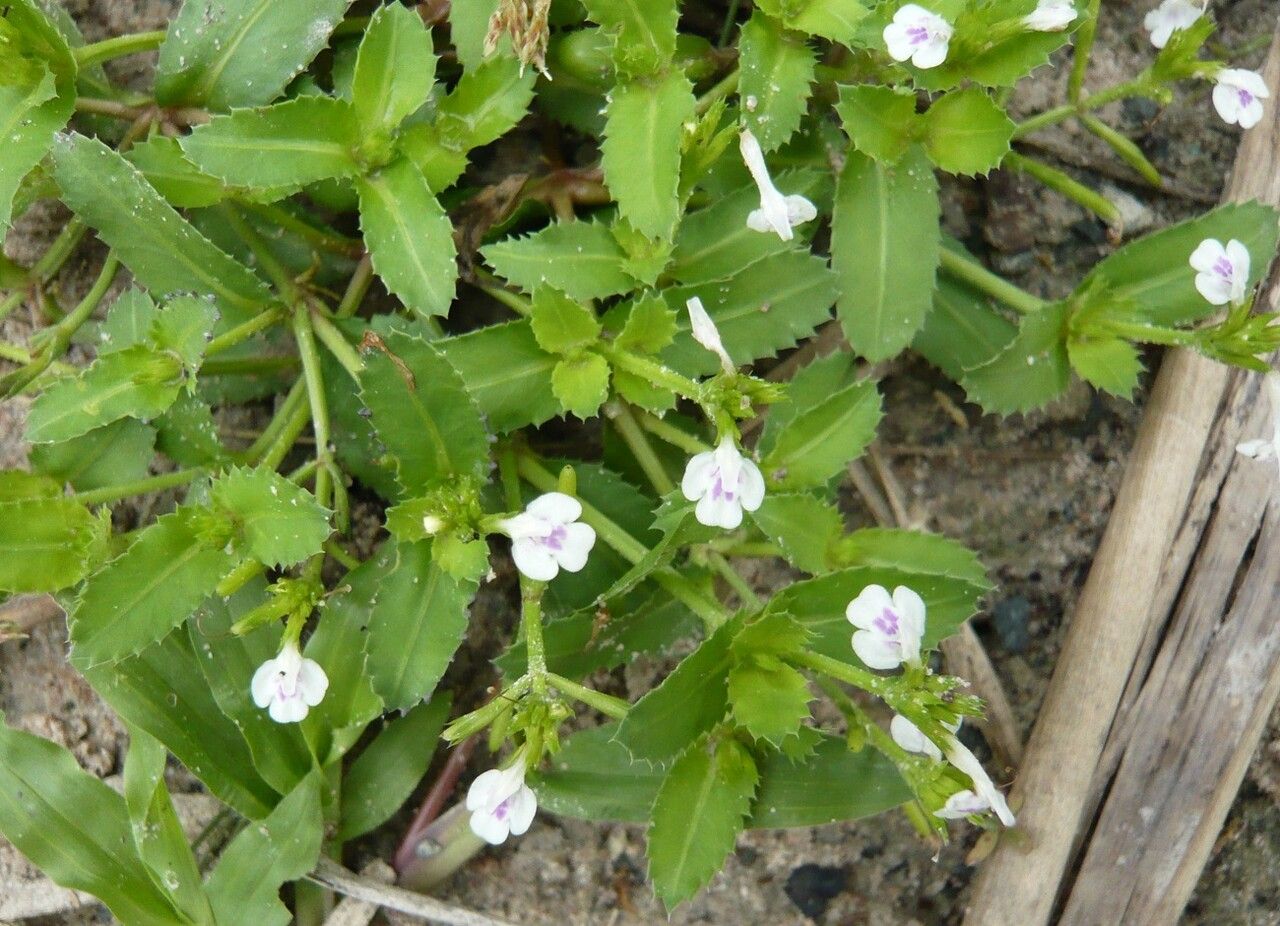 Lindernia ciliata other