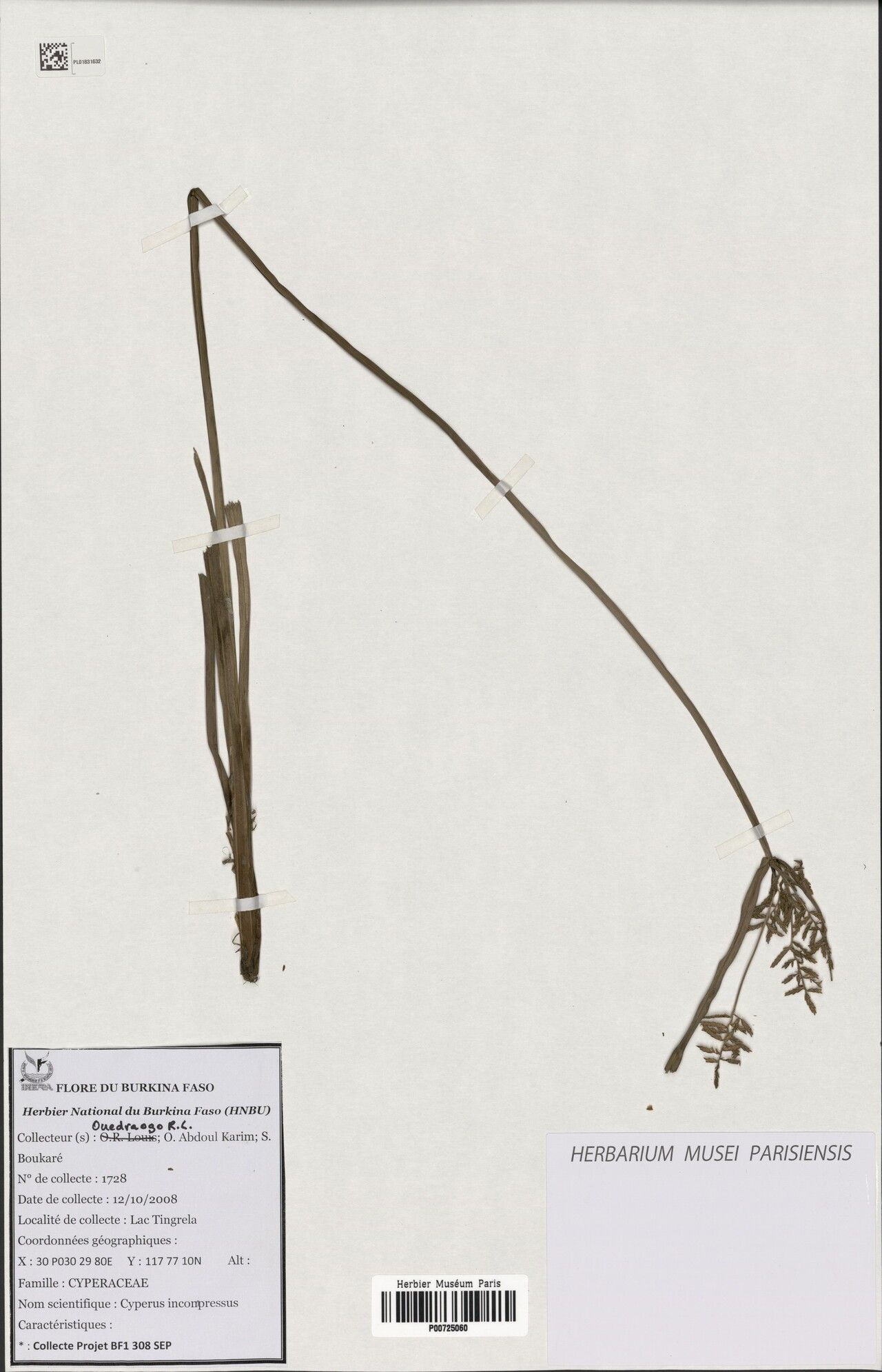 Cyperus incompressus — houseplant care guide