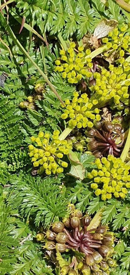 Haplosciadium abyssinicum flower