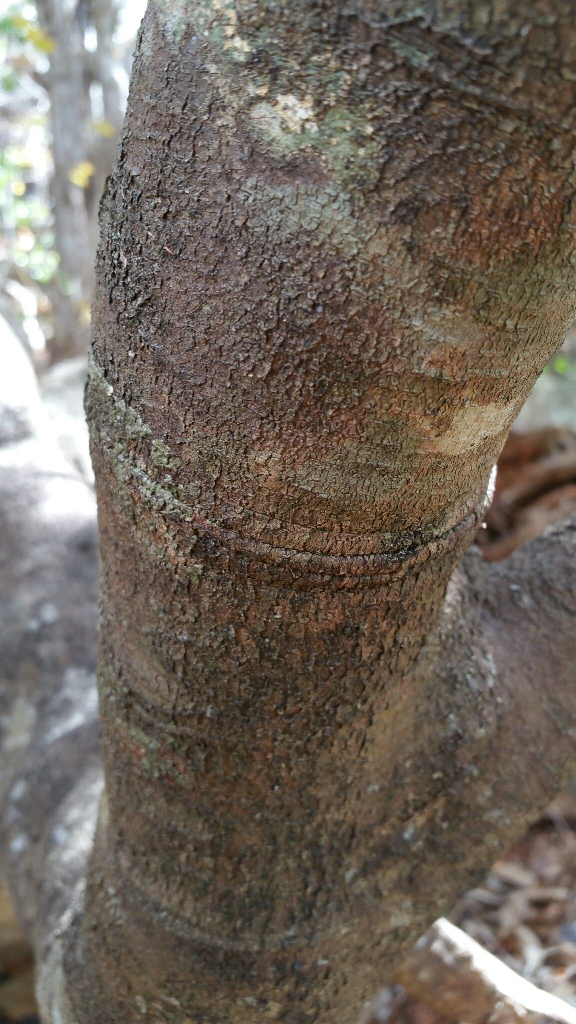 Crateva greveana bark