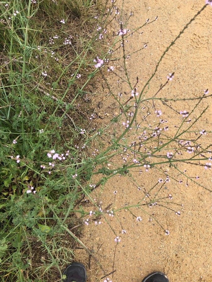 Verbena halei habit