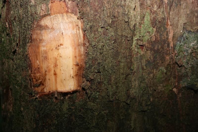 Couratari oblongifolia other