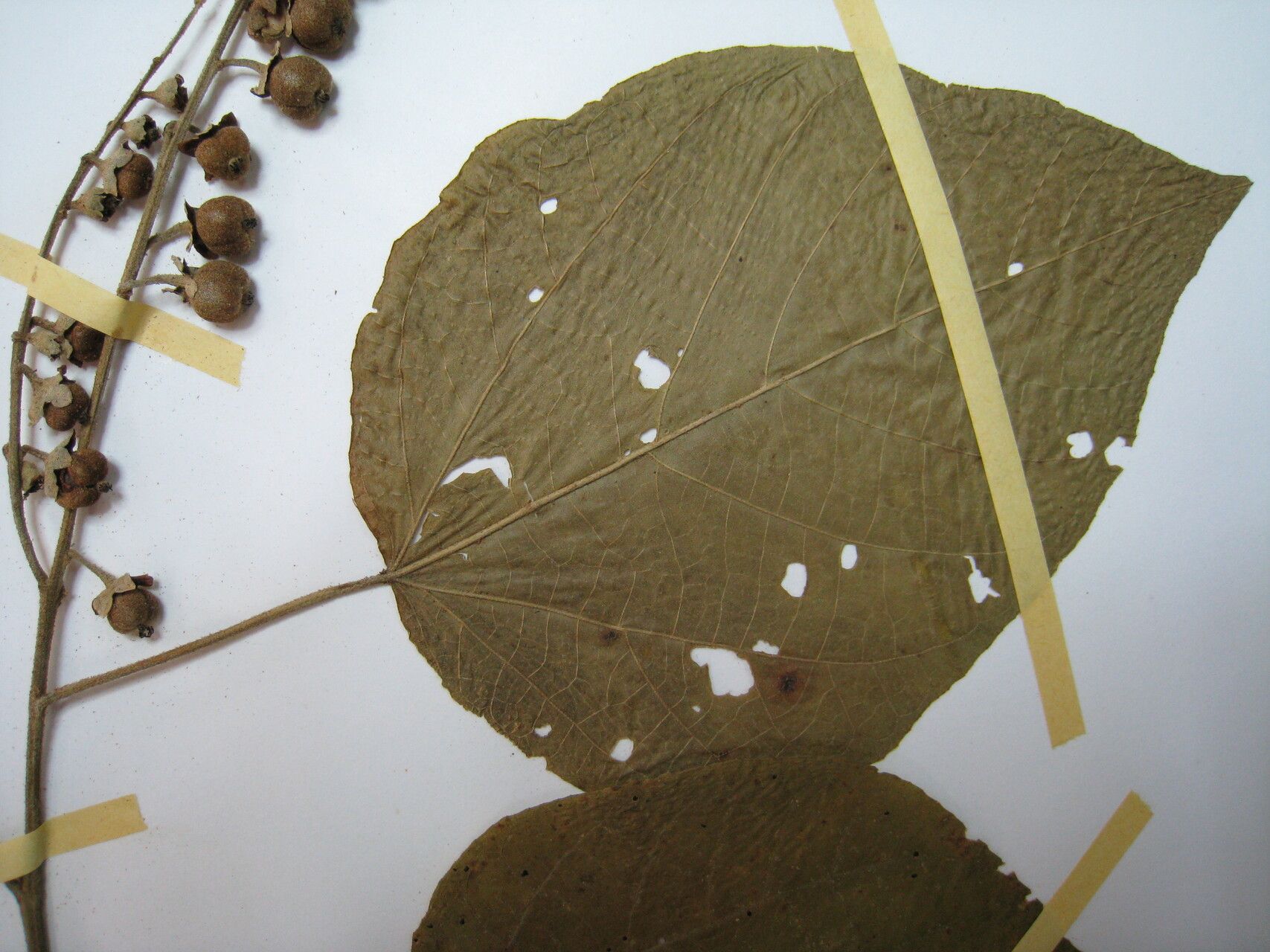 Croton palanostigma other