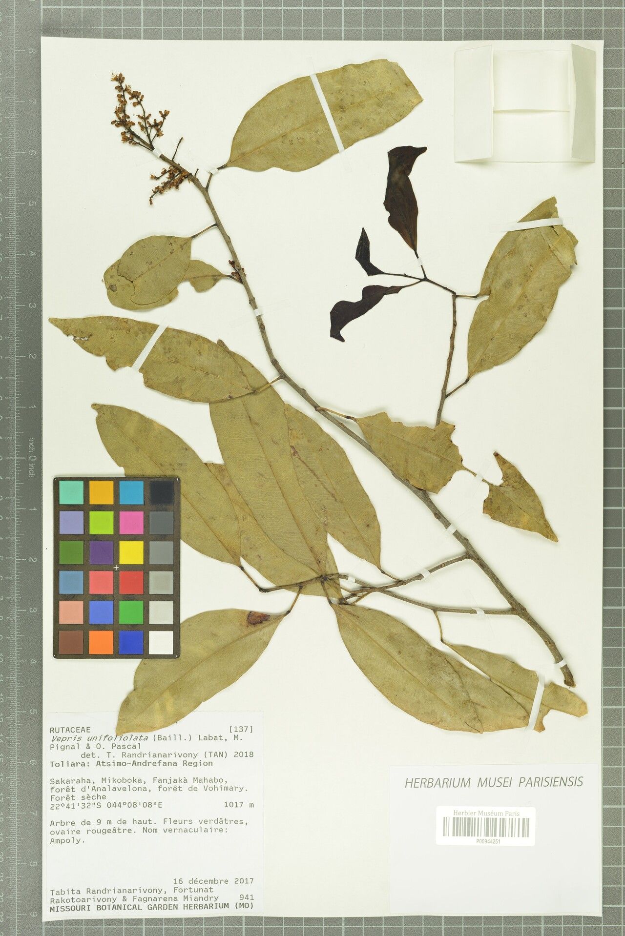 Vepris unifoliolata — search result for 'Vepris'