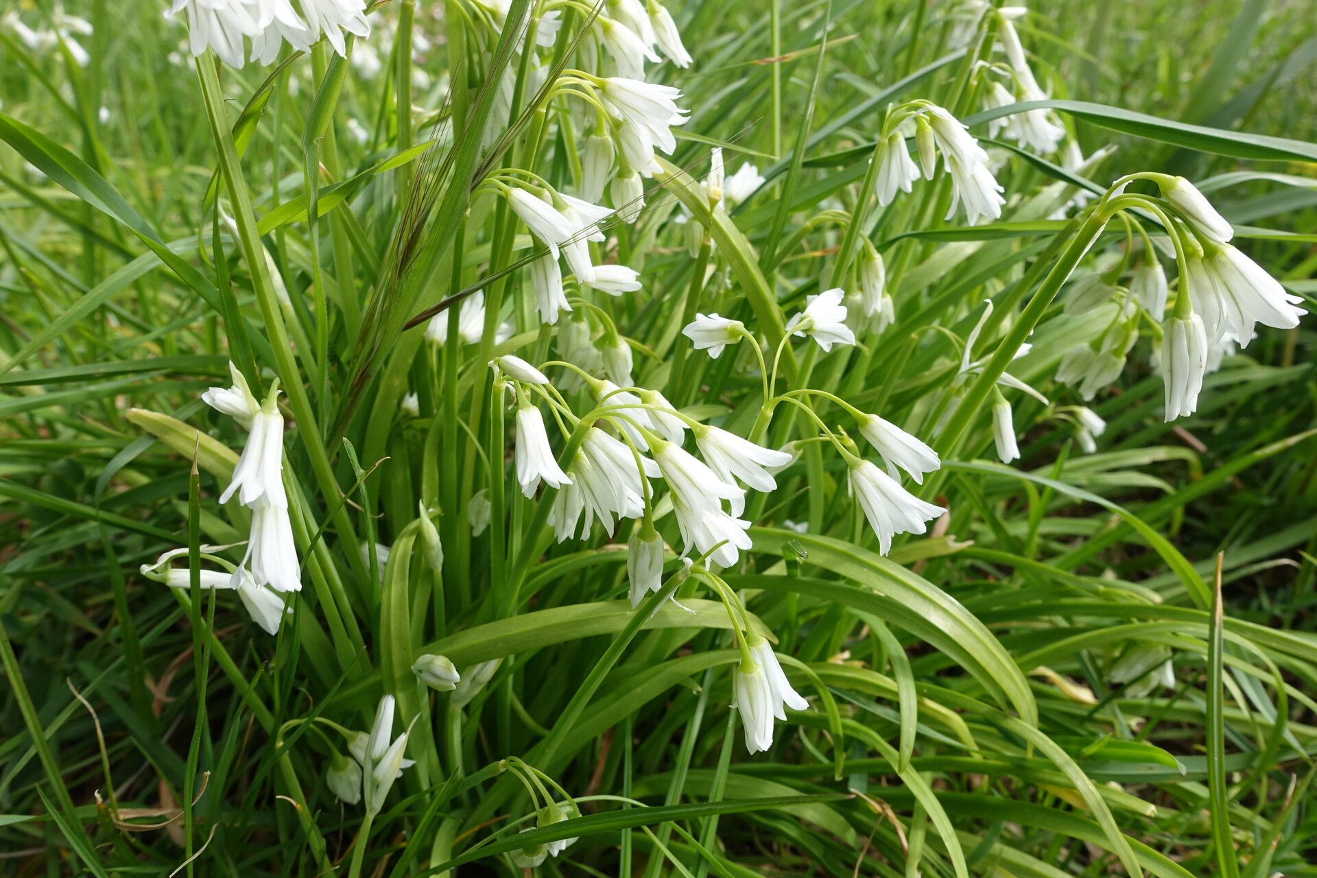 Allium trifoliatum — search result for 'Allium'