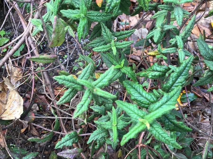 Halimium umbellatum — search result for 'Halimium'