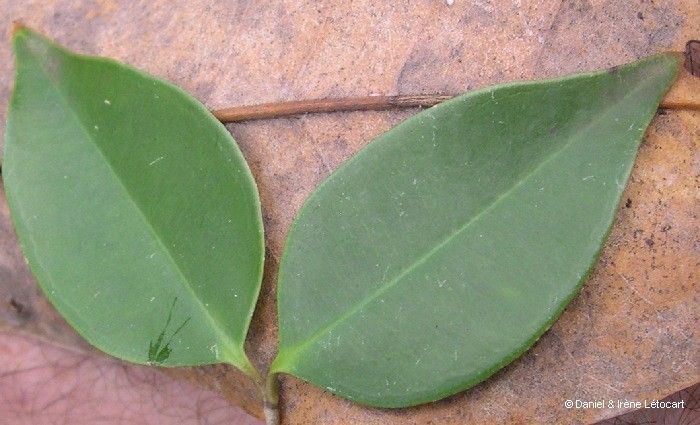 Alyxia cylindrocarpa — related species from the same genus