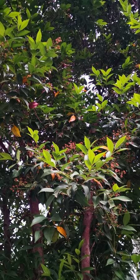 Syzygium rehderianum flower