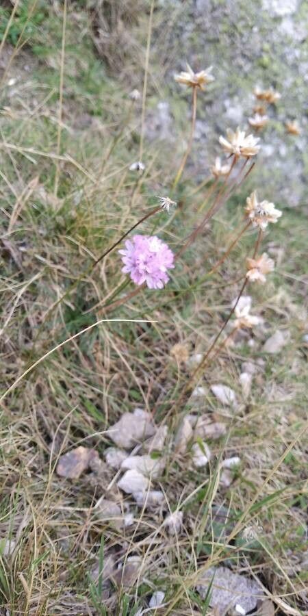 Armeria bigerrensis habit