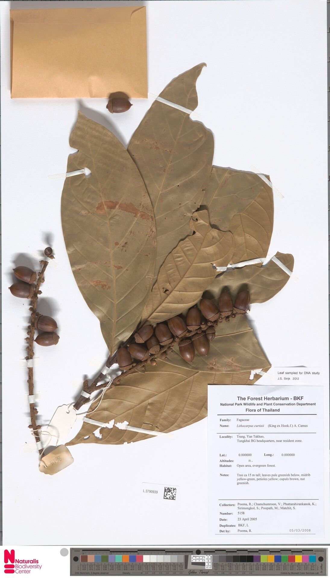 Lithocarpus curtisii — search result for 'Lithocarpus'