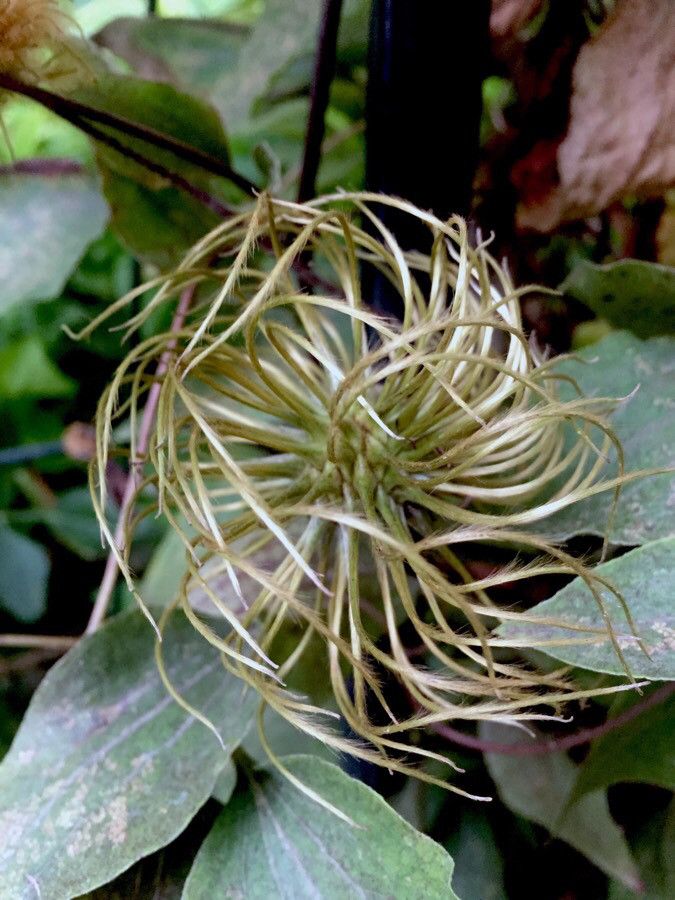 Clematis orientalis fruit