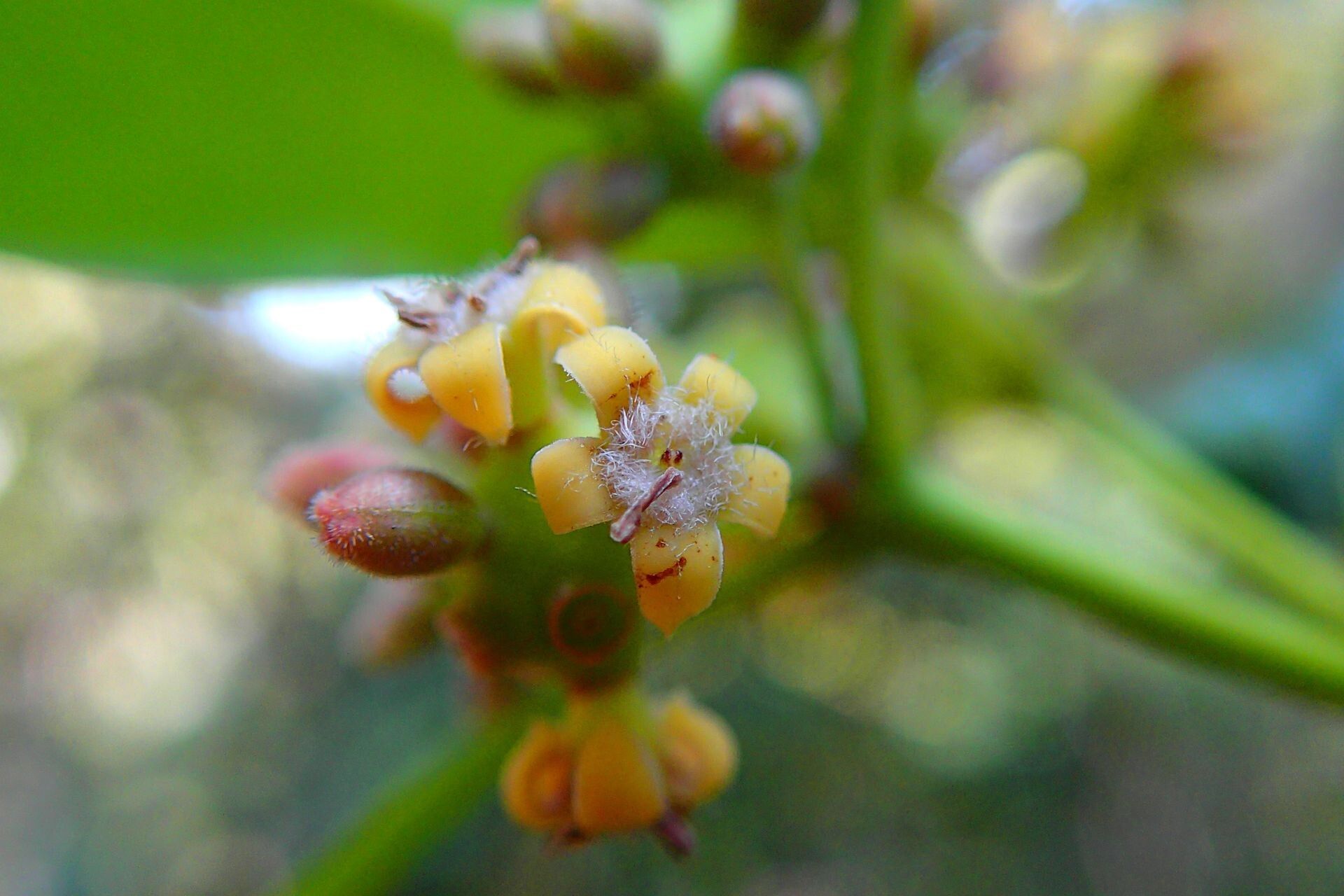 Gynochthodes neocaledonica flower