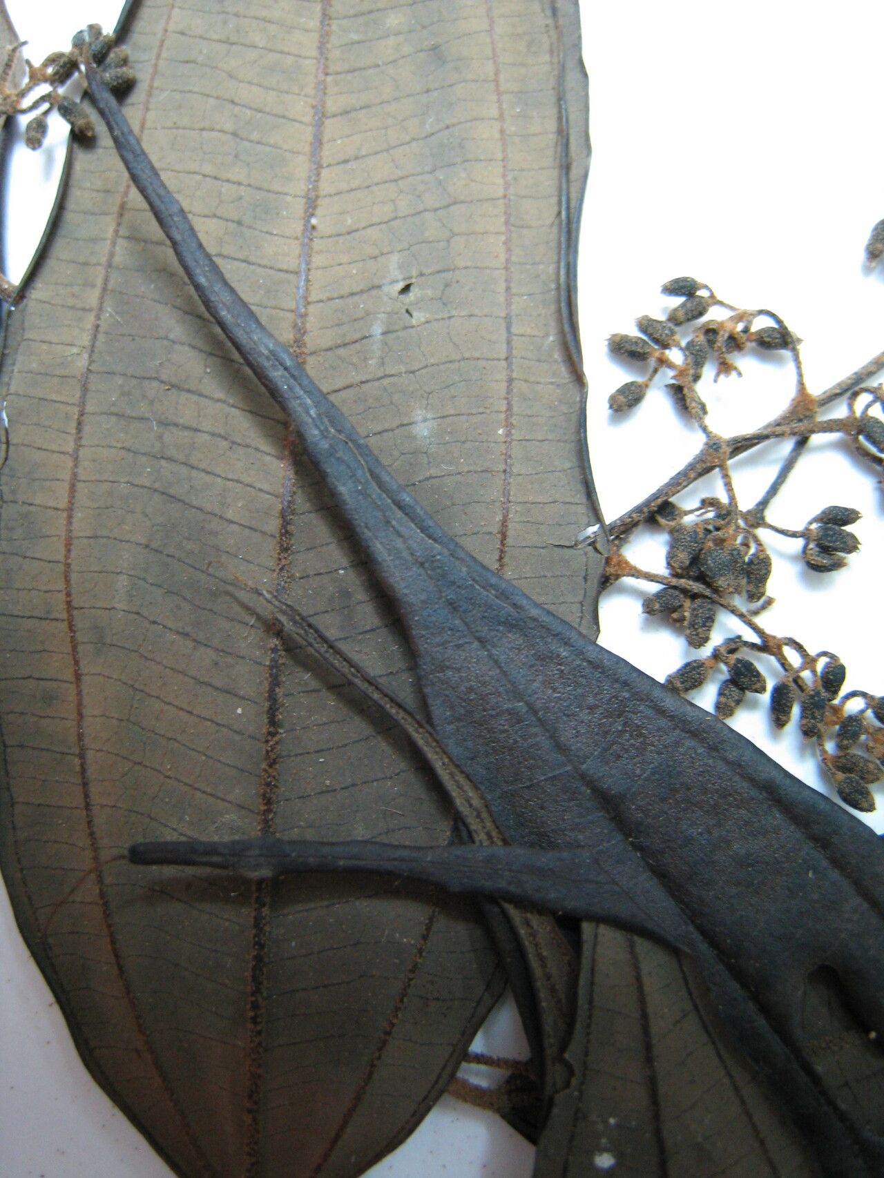 Miconia myriantha other