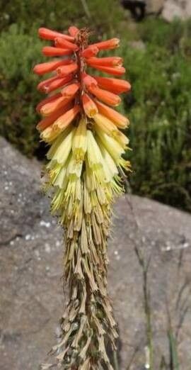 Kniphofia ritualis — houseplant care guide