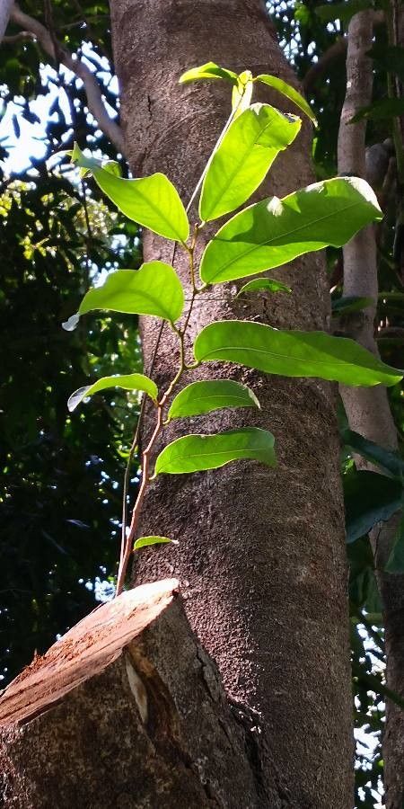 Hydnocarpus anthelminthicus — related species from the same genus