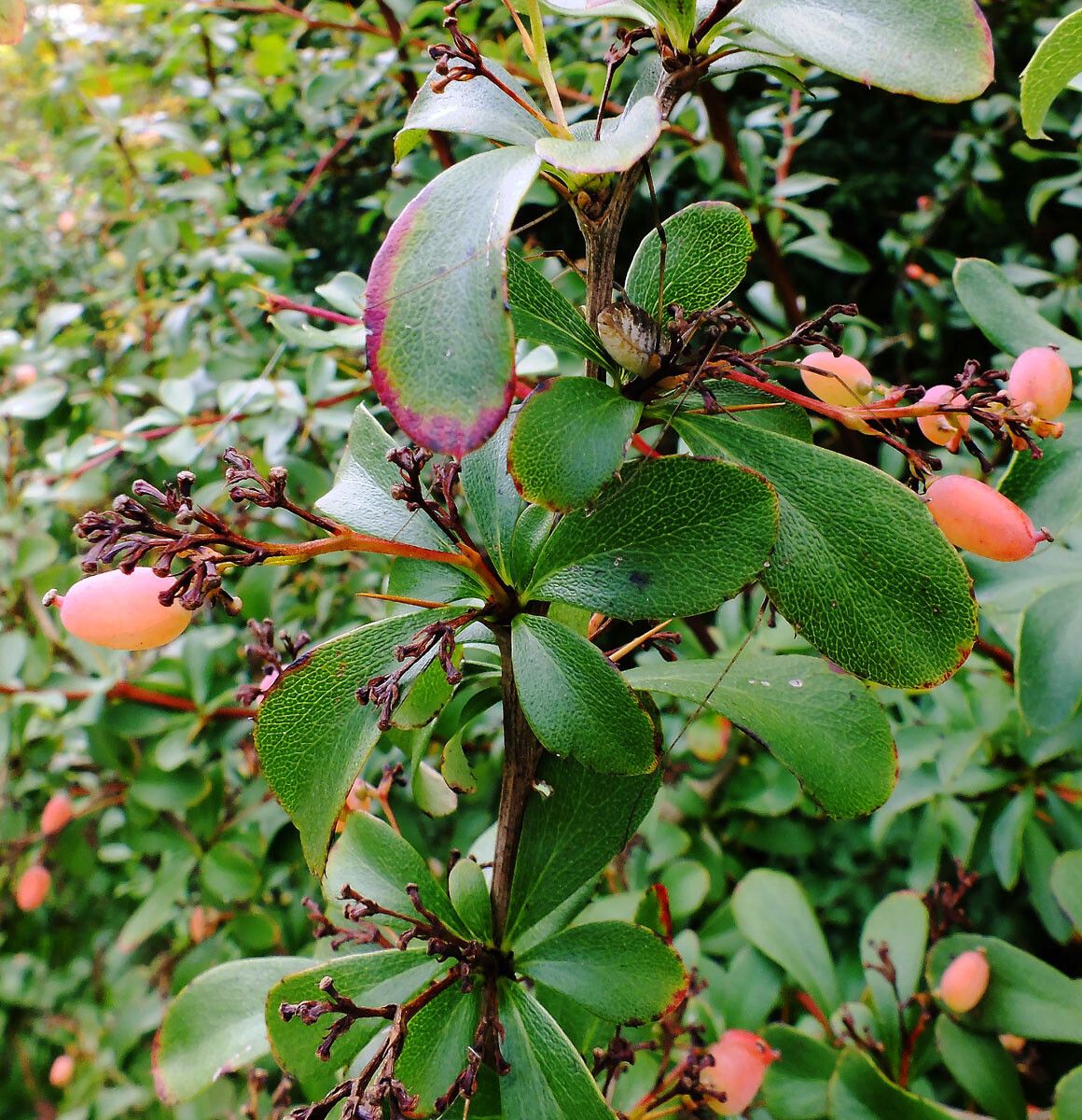 Berberis koreana fruit