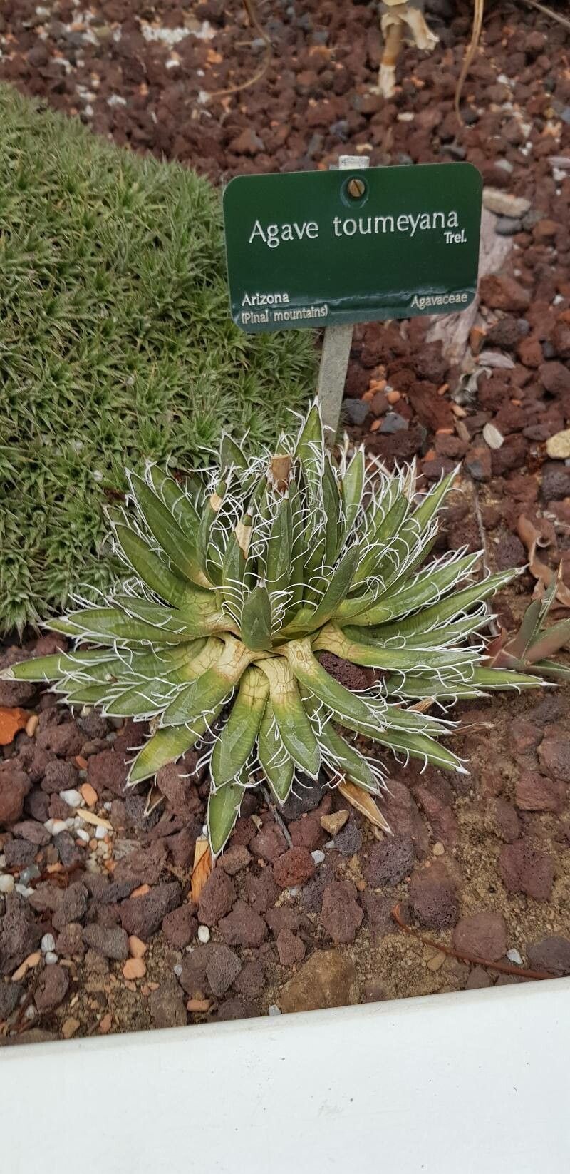 Agave toumeyana habit