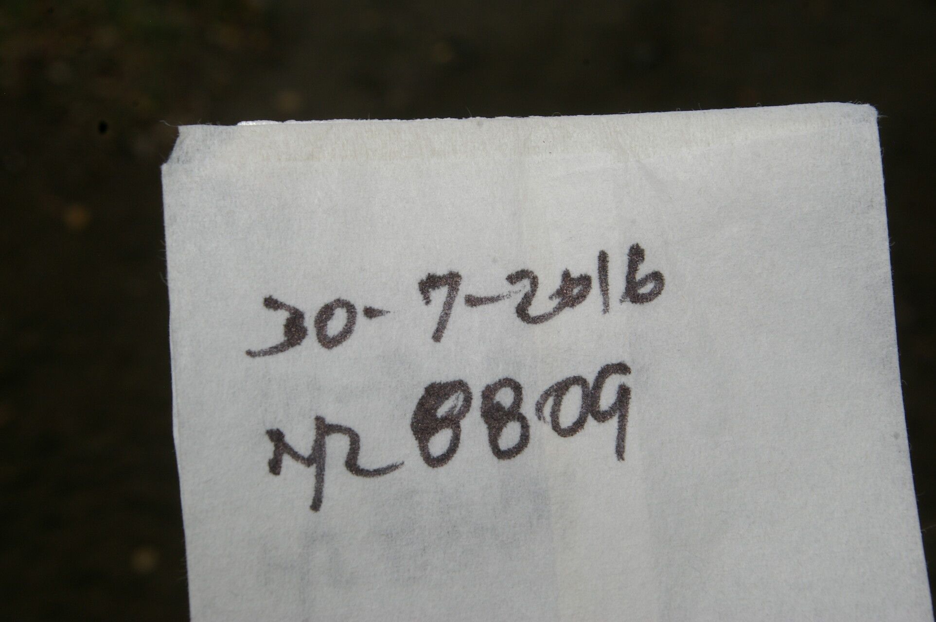 Eragrostis domingensis fruit