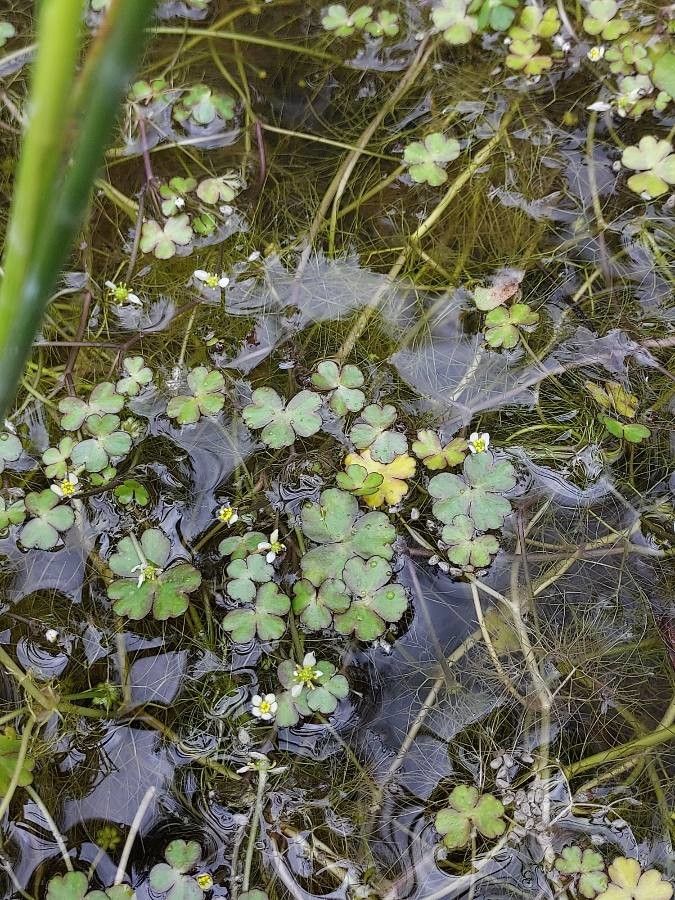 Ranunculus tripartitus flower