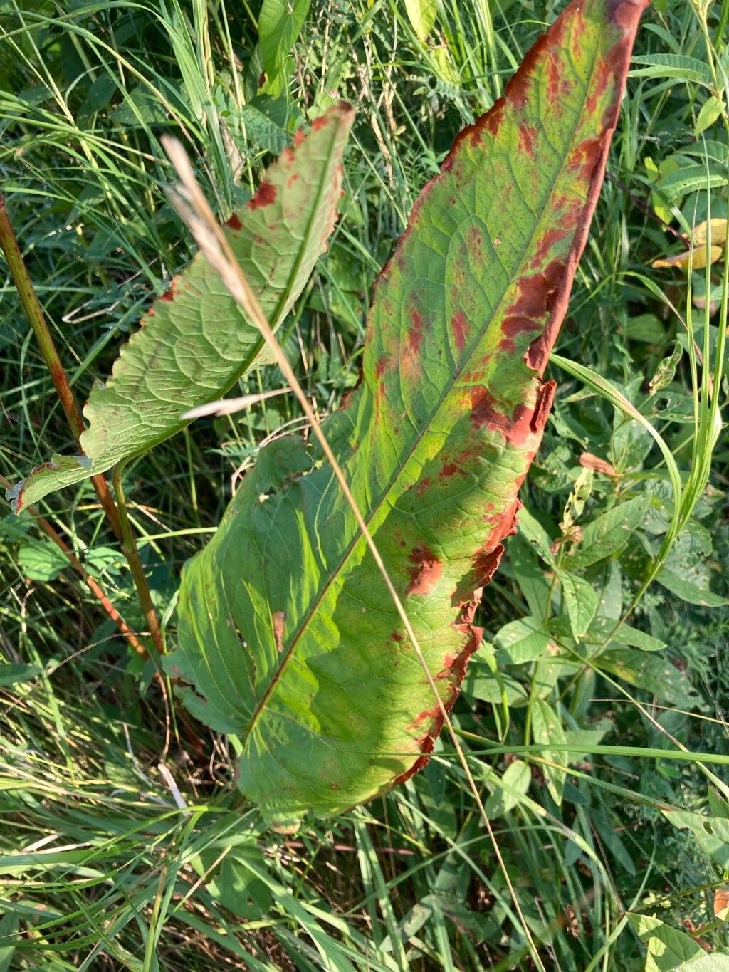 Rumex aquaticus — flood tolerant houseplant