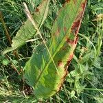 Rumex aquaticus