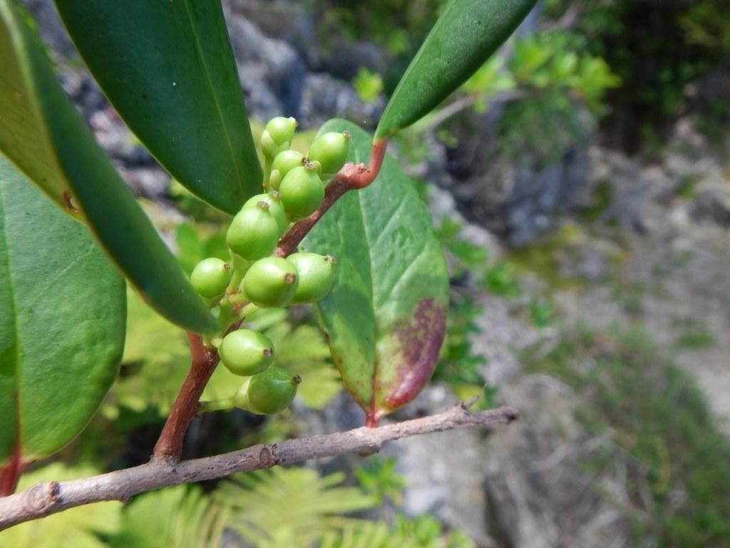 Xylosma orbiculata — search result for 'Xylosma'