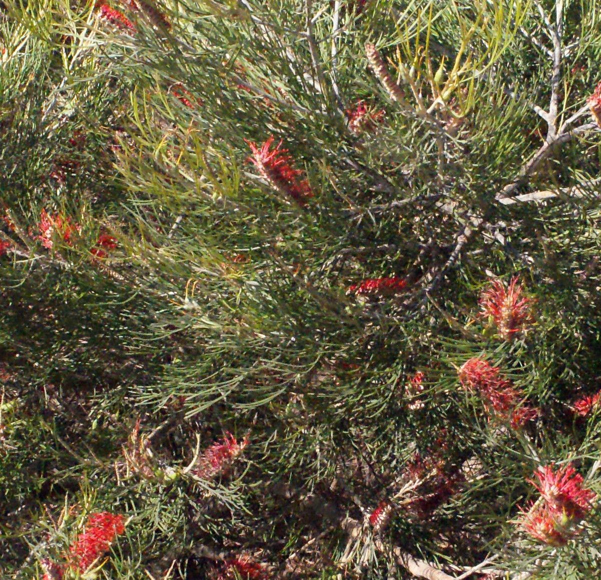 Grevillea tetragonoloba habit
