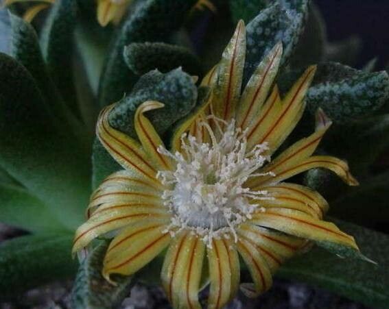 Nananthus aloides flower