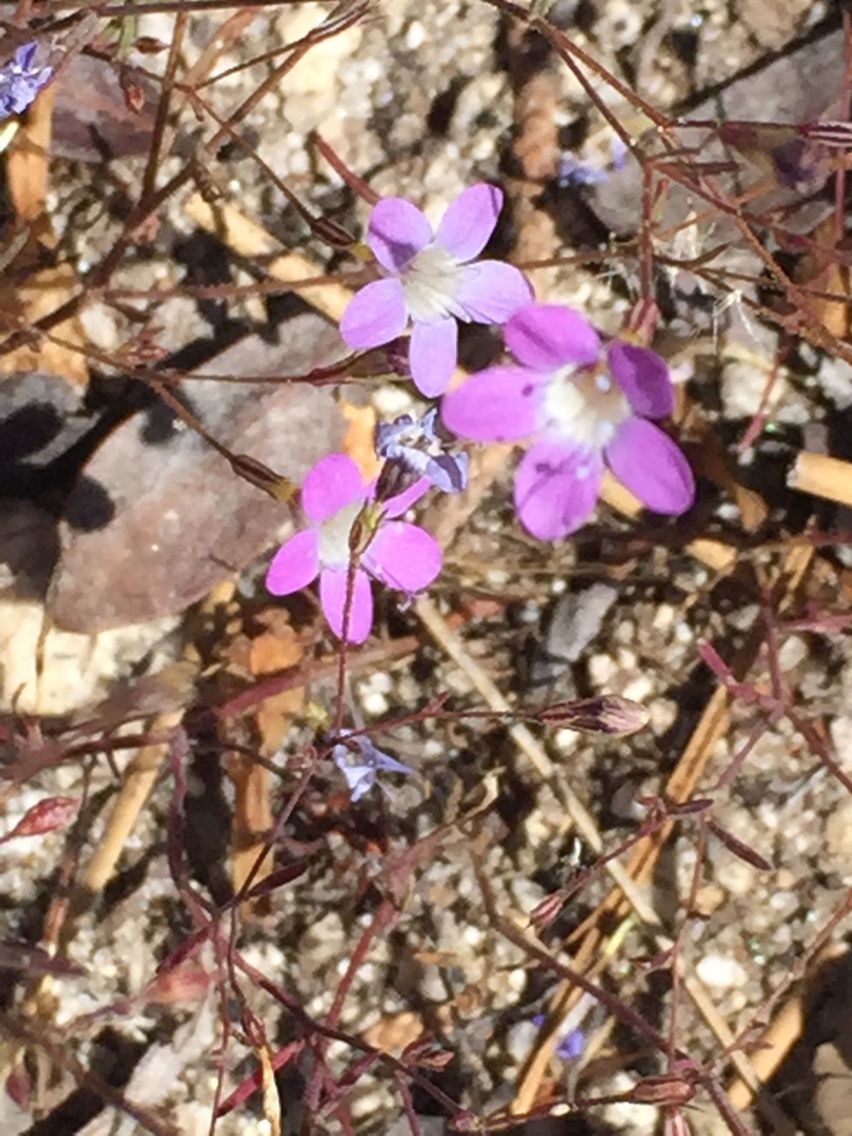 Navarretia leptalea habit