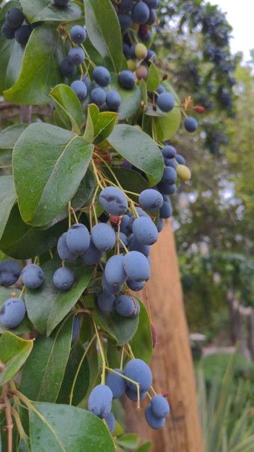 Chionanthus retusus fruit